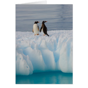 pingüino de gentoo, Pygoscelis Papua, en hielo gla
