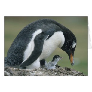 Pingüino de Gentoo, (Pygoscelis papua), Islas Malv