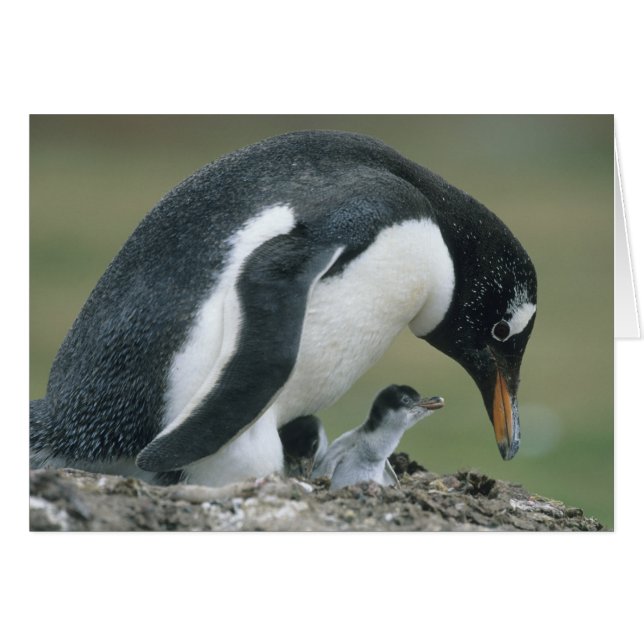 Pingüino de Gentoo, (Pygoscelis papua), Islas Malv (Anverso (Horizontal))