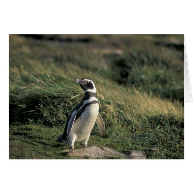Pingüino de Magallanes (Spheniscus magellanicus), (Anverso (Horizontal))