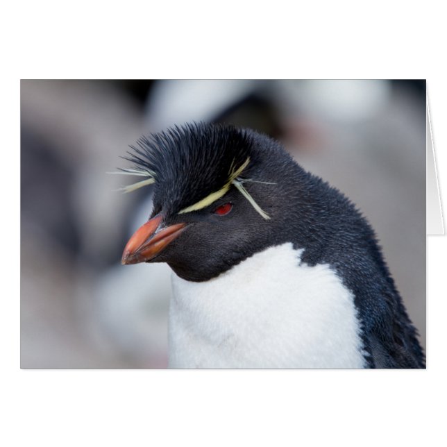 Pingüino de Rockhopper del Sur (Anverso (Horizontal))