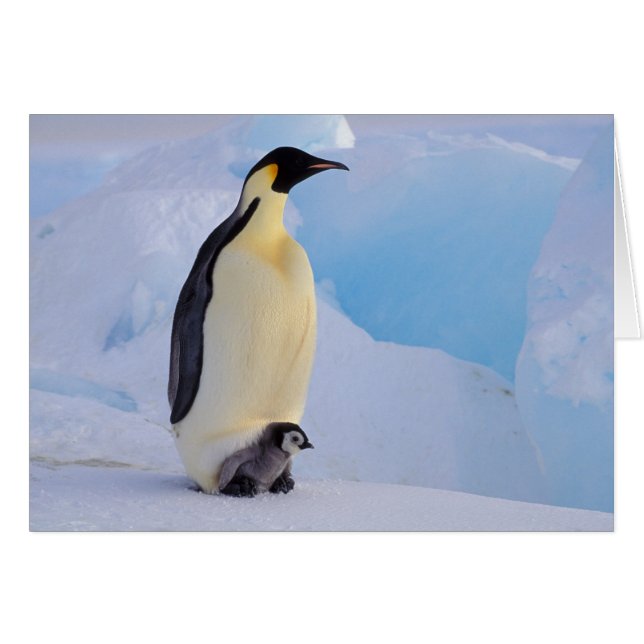 Pingüino Emperador | Aptenodytes (Anverso (Horizontal))