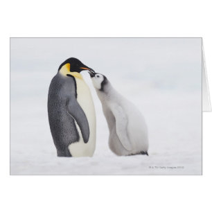 Pingüino emperador (Aptenodytes forsteri), polluel