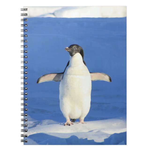 Pingüino en el cuaderno de nieve (Frente)
