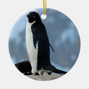Pingüino en el ornamento de la Antártida
