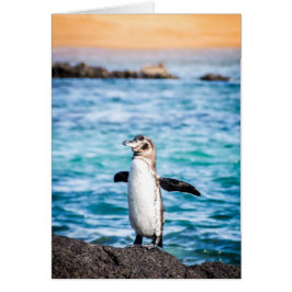 Pingüino en la isla de Bartolomé