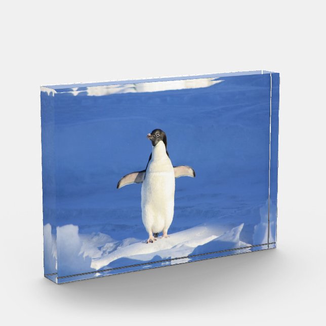 Pingüino gracioso en foto de hielo (Izquierda)