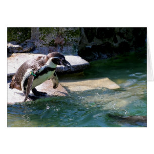 Pingüino Humboldt