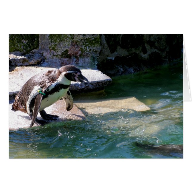 Pingüino Humboldt (Anverso (Horizontal))