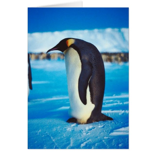 Pingüino solitario (Frente)