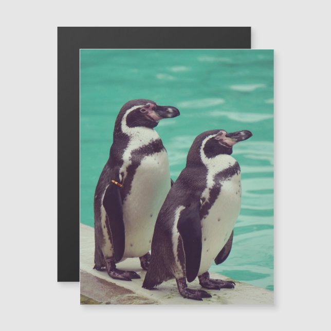 Pingüinos (Anverso/Reverso)