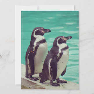 Pingüinos