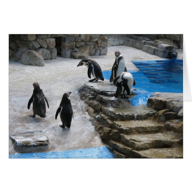 Pingüinos (Anverso (Horizontal))