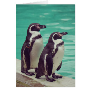 Pingüinos