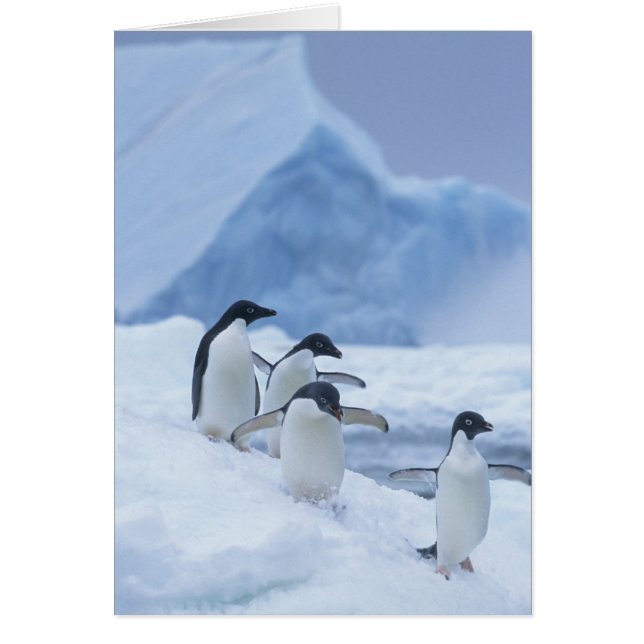 Pingüinos Adelia (Pygoscelis adeliae) en hielo, (Frente)