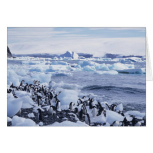 Pingüinos de Adelia Pygoscelis adeliae