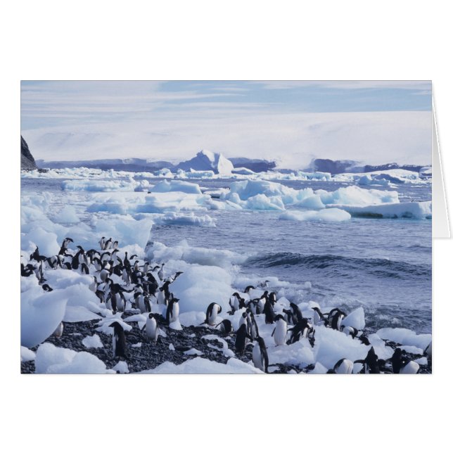 Pingüinos de Adelia Pygoscelis adeliae (Anverso (Horizontal))