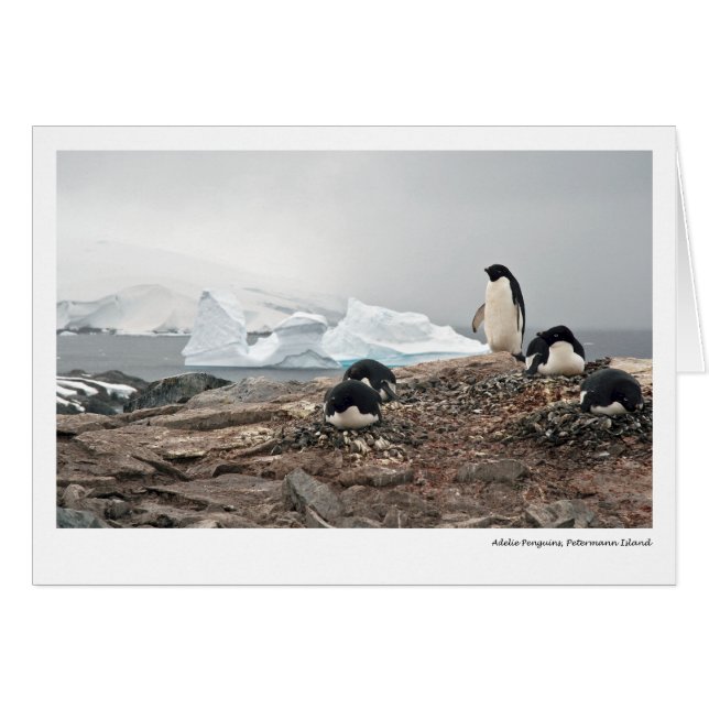 Pingüinos de Adelie, isla de Petermann (Anverso (Horizontal))