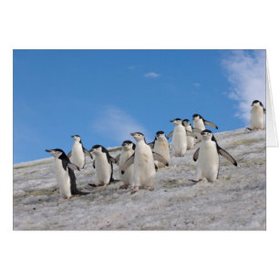 Pingüinos de Barbilla Pygoscelis Antarctica