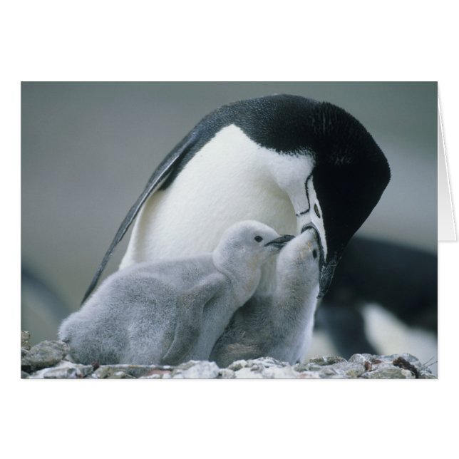 Pingüinos de Barbilla, Pygoscelis antarctica), (Anverso (Horizontal))