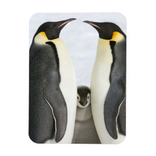 Pingüinos de emperador con el polluelo - imán