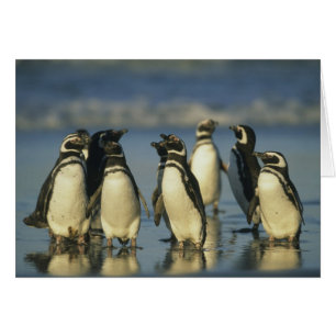 Pingüinos de Magallanes, Spheniscus