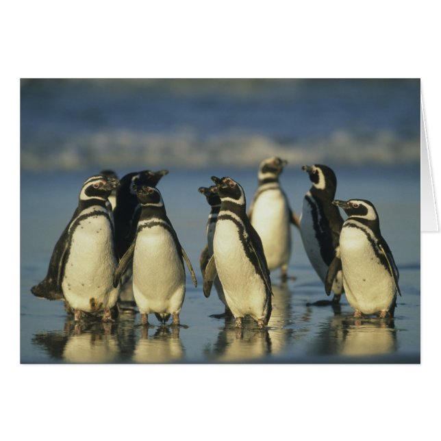 Pingüinos de Magallanes, Spheniscus (Anverso (Horizontal))