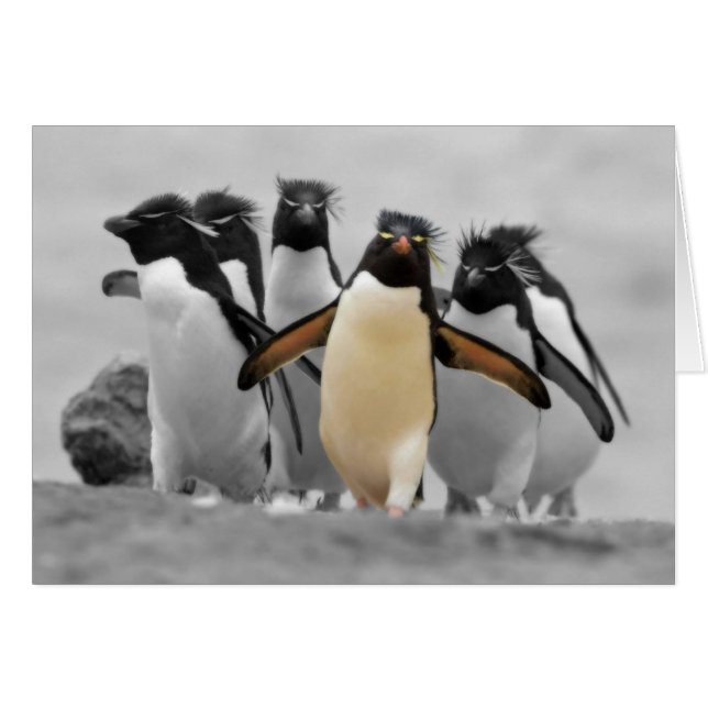 Pingüinos de Rockhopper (Anverso (Horizontal))