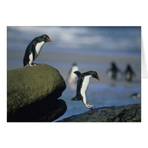 Pingüinos de Rockhopper, crisoven de los Eudyptes)