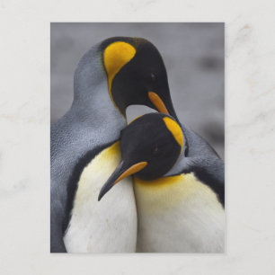 Pingüinos del Rey en la postal de amor