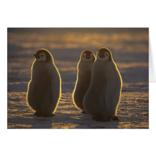 Pingüinos Emperadores