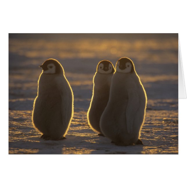 Pingüinos Emperadores (Anverso (Horizontal))
