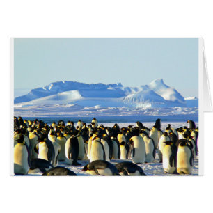 Pingüinos emperadores