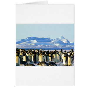 Pingüinos emperadores