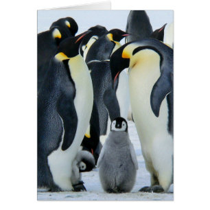 Pingüinos emperadores