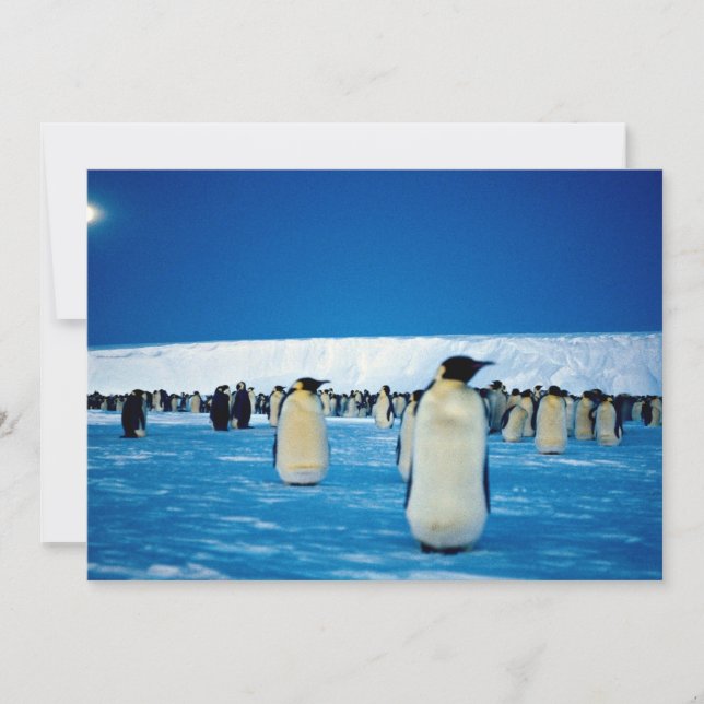 Pingüinos emperadores a la luz de la luna, Antárti (Anverso)