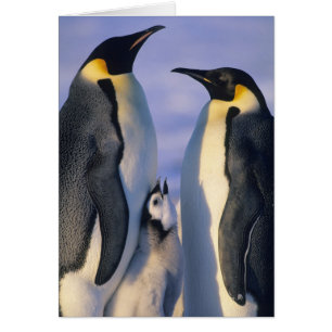 Pingüinos Emperadores (Aptenodytes forsteri) Adult