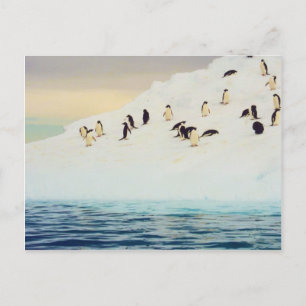 Pingüinos En Hielo, postal