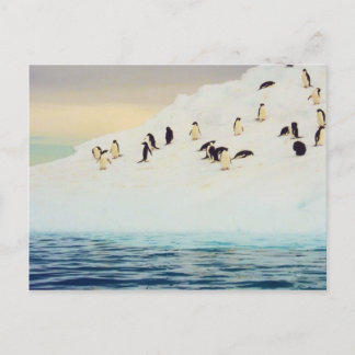 Pingüinos En Hielo, postal