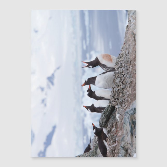 Pingüinos en la Antártida (Anverso)