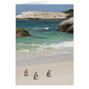 Pingüinos en la playa de Boulders, Simons Town, Su