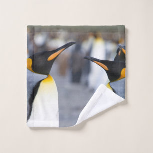 Pingüinos Rey