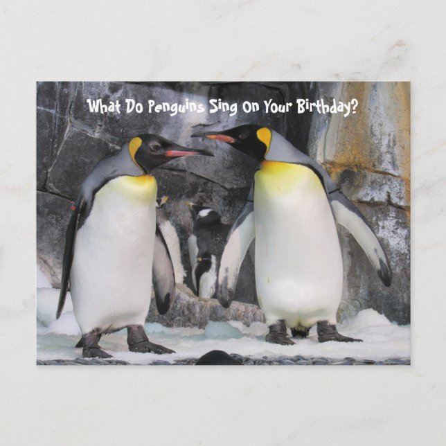 Pingüinos rey de Postcrossing Tarjeta postal diver (Anverso)