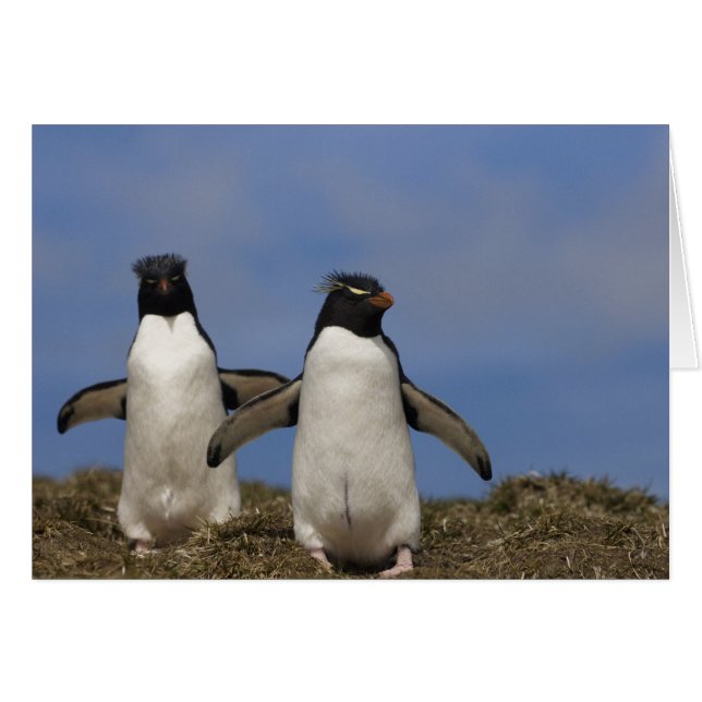 Pingüinos saltarrocas Eudyptes chrysocome (Anverso (Horizontal))