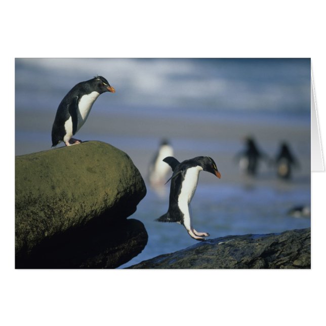 Pingüinos saltarrocas, Eudyptes chrysocome), (Anverso (Horizontal))