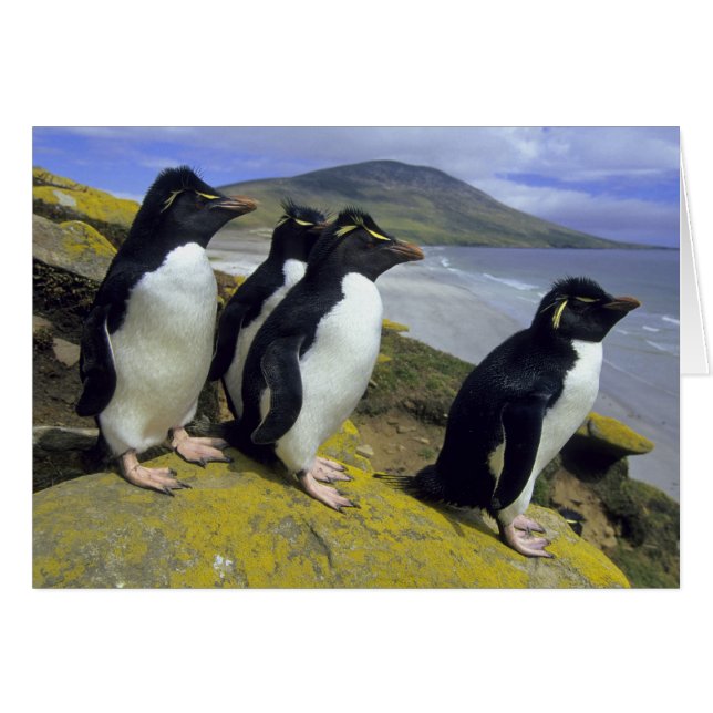 Pingüinos saltarrocas, (Eudyptes chrysocome), (Anverso (Horizontal))