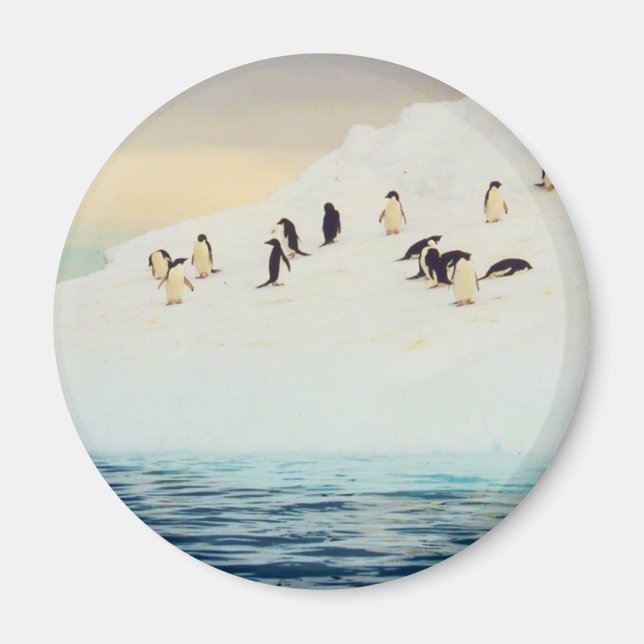Pingüinos sobre hielo, imán redondo (Frente)