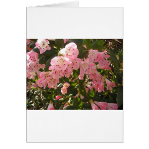 Pink Azalea Flowera