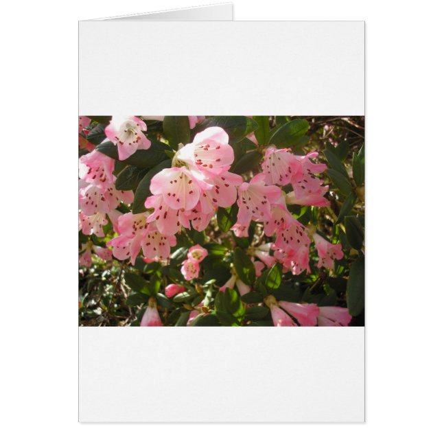 Pink Azalea Flowera (Frente)