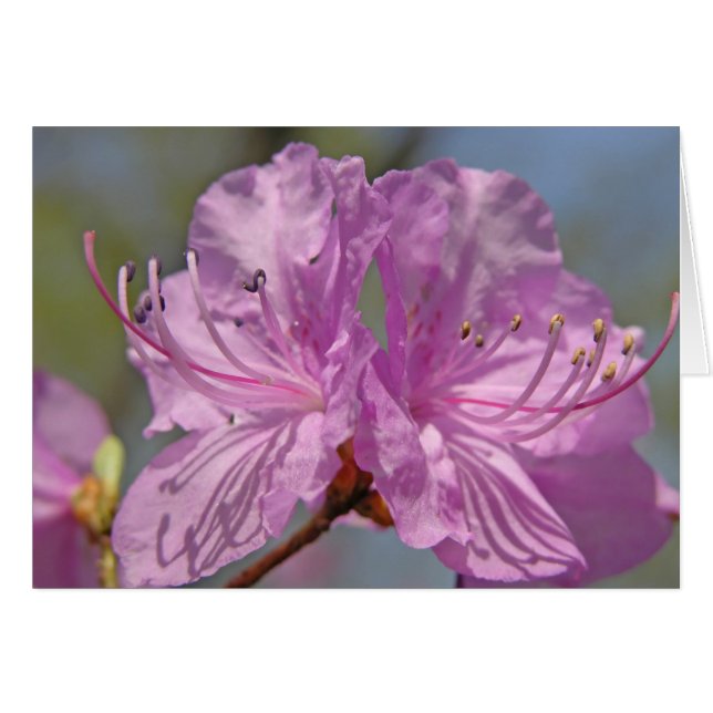 Pink Azaleas (Anverso (Horizontal))